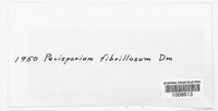 Perisporium fibrillosum image